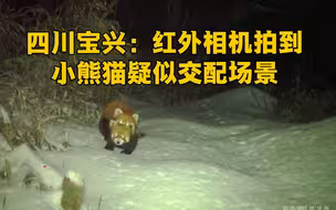 四川宝兴：红外相机拍到小熊猫疑似交配场景