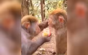 这猴子有点嘚瑟