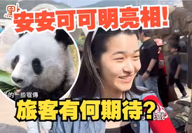 大熊猫“安安”“可可”沿用原名 明日将亮相！旅客盼街道融入更多熊猫元素
