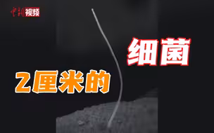 美国科学家发现2厘米长巨大细菌 颠覆传统概念