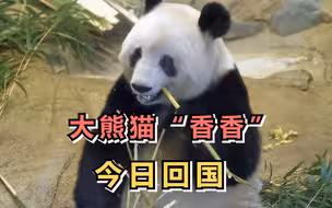 大熊猫“香香”今日搭乘O37564回国