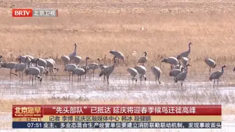 春风至候鸟归！“先头部队”已抵达，延庆将迎春季候鸟迁徙高峰