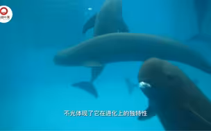 #纪录片江豚归来 “微笑天使”在长江中跳跃的身影往往难以捕捉。