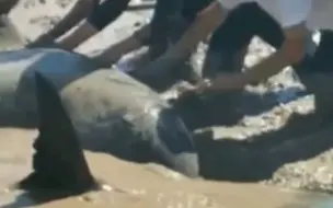 紧急救援！ 台州临海12只领航鲸搁浅