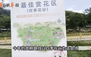 欣赏桐花不用去台湾！厦门台青力荐海沧桐花节