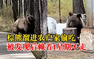 棕熊溜进农户家偷吃赖1星期不走：赶走了过会还回来