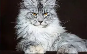猫科动物国际联合会宣布：制裁俄罗斯的猫