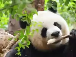 可爱端庄的“园润女士”，嘎嘎吃着笋，面前的树叶随着风飘动，像是风在跟“园润”喃喃低语着，好不治愈。