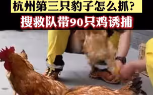 直击杭州寻豹现场：第三只豹子怎么抓？搜救队将带活鸡上山诱捕外逃豹子