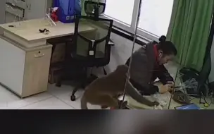 猴子悄悄溜进办公室抢吃的 女子被吓出表情包