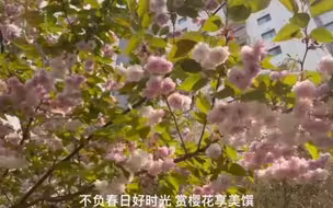 不负春日好时光 赏樱花享美馔