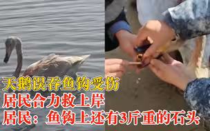 天鹅误吞鱼钩受伤居民合力救上岸，居民：鱼钩上还有3斤重的石头