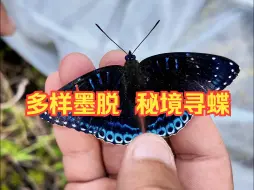 沿着边境看中国|多样墨脱 秘境寻蝶