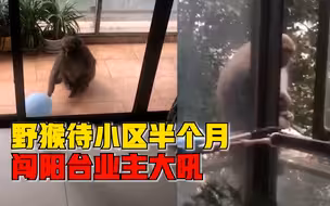 野猴闯小区半月业主情急大吼：每天到处游荡，坐我家阳台不走了