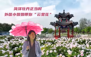 菏泽牡丹正当时 外国小姐姐带你“云赏花”