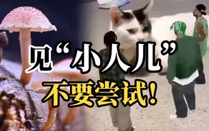 不要为“见小人儿” 试吃毒蘑菇 以身试毒的后果可致幻更可能致死！