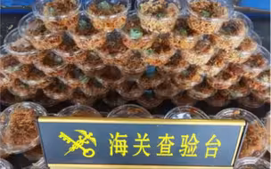 温州海关截获145只南美角蛙