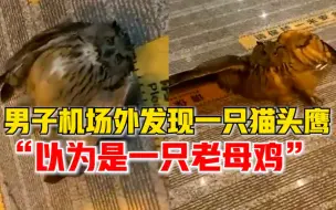 机场大厅门口躺了一只猫头鹰：以为是只鸡，感觉挺好玩挺好看