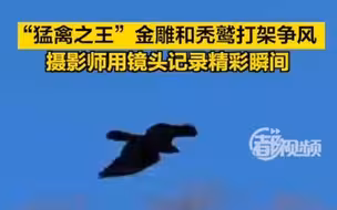 金雕和秃鹫打架争风！摄影师用镜头记录精彩一幕