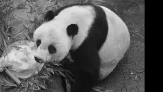 紫金大叔——紫金