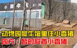 河南一动物园犀牛馆里住小香猪，园方：还没有犀牛，暂时安置小香猪