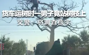 货车运树时一男子竟站树枝上 交警：将调查核实