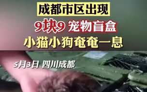 成都市区现9.9元宠物盲盒，小猫小狗奄奄一息