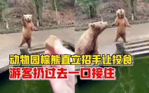 动物园棕熊直立招手让游客投食，游客：是真熊，扔过去就一口接住