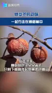 冬日里的温暖：一起漫步于永康那片楝树林中