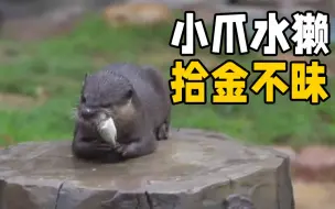 “拾金不昧”小爪水獭收到游客锦旗 动物园加餐一条鱼以示嘉奖