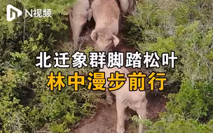 云南北迁象群林中“逛吃”，脚踏松叶漫步前行