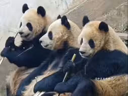 熊猫中心2021级熊猫幼崽信息汇总。虽已各奔东西，但回忆依旧美好！