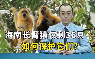 海南长臂猿仅剩36只，如何保护它们？