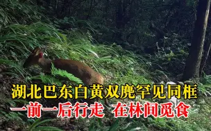 湖北巴东白黄双麂罕见同框：一前一后行走，在林间觅食