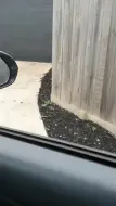 狗狗“近距离”迎接主人