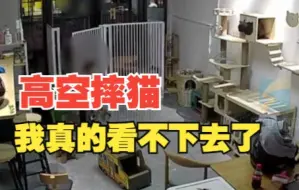 男孩宠物店内抛摔4只品种猫，家长：你门不关就没责任吗