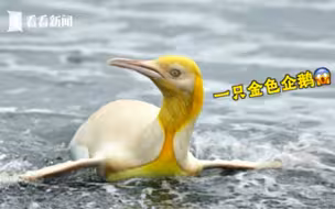 南极发现全球首只金色企鹅 网友瞬间脑洞大开...