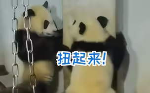 不如跳舞！大熊猫打架打着打着舞起来了 网友：还得是秦大朵