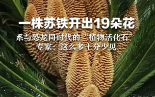 一株苏铁开出19朵花，系与恐龙同时代的“植物活化石”，专家：这么多十分少见