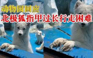 动物园北极狐指甲过长行走困难：园方：已知悉并安排人员处理