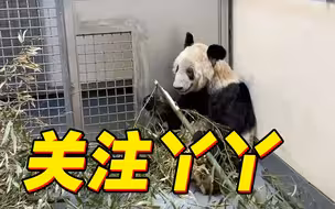旅美大熊猫“丫丫”将回国，身体状况如何？