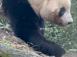 腿麻的香香是想把兰兰挂网上吗。