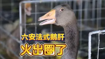 农业大摸底！ 你能想到吗？咱吃的法式鹅肝很可能是六安霍邱产的！