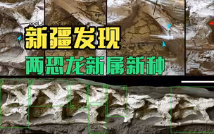 新疆发现两恐龙新属新种：中国丝路巨龙和新疆哈密巨龙