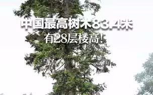刷新纪录！中国最高树木83.4米，有28层楼高