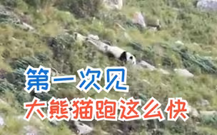 当秦岭两大“顶流”狭路相逢，大熊猫：溜了溜了，好熊不吃眼前亏