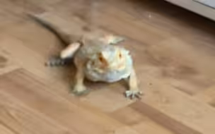 养   狗     ？？