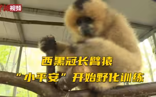 超可爱！西黑冠长臂猿“小平安”开始野化训练