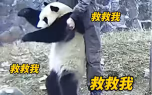 紧急！熊猫“蔓越煤”吃胡萝卜卡住了，奶爸用海姆立克法施救