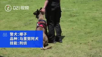 擅长刑侦，能冲锋陷阵！网红警犬椰Sir是如何养成的